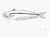 Image of Pareutropius longifilis 