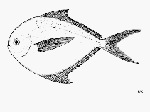 Image of Peprilus ovatus (Shining butterfish)