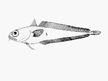 Image of Physiculus luminosa (Luminescent cod)