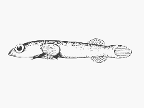 Image of Pherallodus smithi (Mini-clingfish)