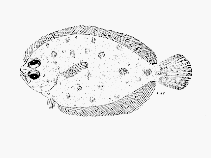 Image of Pseudorhombus natalensis (Natal flounders)