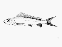 Image of Nemoossis belloci (Longfin bonefish)