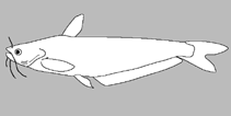 Image of Eutropiichthys britzi 