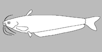 Image of Silurichthys gibbiceps 