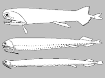 Image of Eustomias vulgaris (Common dragonfish)