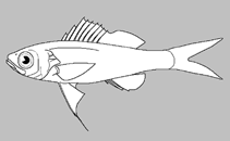 Image of Cymatognathus aureolateralis (Wavy jaw slopefish)