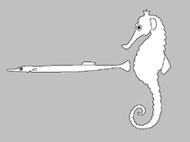 Image of Solegnathus robustus (Robust pipehorse)
