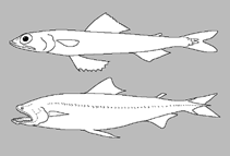 Image of Synodus macrostigmus (Largespot lizardfish)