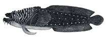 Image of Sanopus greenfieldorum (Whitelined toadfish)
