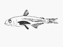 Image of Scopelarchus michaelsarsi (Bigfin pearleye)