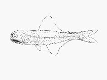 Image of Scopelopsis multipunctatus (Multispotted lanternfish)