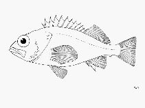 Image of Sebastes exsul (Buccaneer rockfish)