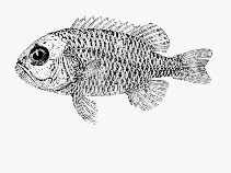 Image of Sorosichthys ananassa (Little pineapple fish)