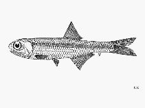 Image of Stolephorus andhraensis (Andhra anchovy)