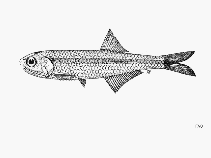 Image of Stolephorus carpentariae (Gulf of Carpenteria anchovy)