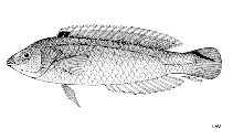 Image of Suezichthys caudavittatus (Spottail wrasse)