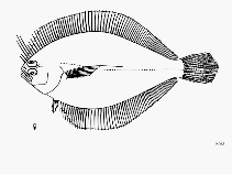 Image of Syacium longidorsale (Longfin flounder)