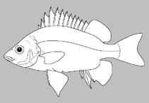 Image of Variichthys lacustris (Lake grunter)