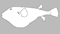 Image of Torquigener perlevis (Spineless toadfish)