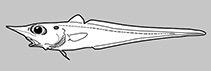 Image of Idiolophorhynchus andriashevi (Pineapple rattail)