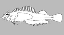 Image of Enneapterygius bahasa (Blacktail threefin)