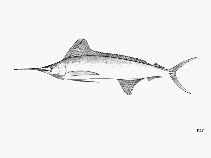 Image of Tetrapturus georgii (Roundscale spearfish)