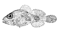 Image of Malacocottus aleuticus (Whitetail sculpin)