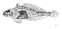 Image of Trematomus tokarevi (Bigeye notothen)