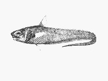 Image of Trachonurus villosus (Furry whiptail)