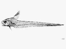 Image of Lucigadus nigromaculatus (Blackspotted grenadier)