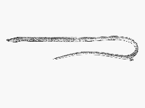 Image of Yirrkala lumbricoides (Earthworm snake-eel)