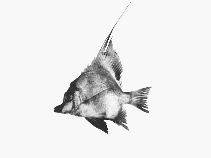 Image of Zanclistius elevatus (Longfin boarfish)