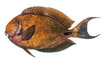 Image of Acanthurus albimento (Whitechin surgeonfish)