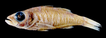 Image of Acropoma boholensis (Big-headed lanternbelly)