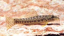 Image of Acanthocobitis urophthalmus (Banded mountain loach)