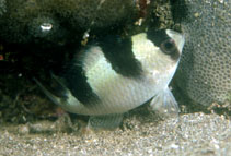 Image of Amblypomacentrus clarus (Banggai damselfish)