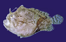 Image of Abantennarius analis (Tailjet frogfish)