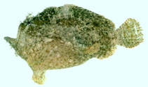 Image of Abantennarius dorehensis (New Guinean frogfish)