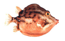 Image of Anoplocapros lenticularis (White-barred boxfish)