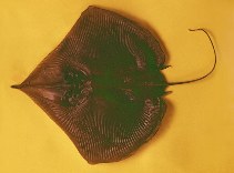 Image of Anacanthobatis marmorata (Spotted legskate)