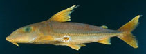 Image of Anduzedoras oxyrhynchus 
