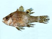 Image of Ozichthys albimaculosus (Cream-spotted cardinalfish)