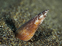 Image of Apterichtus caecus (European finless eel)