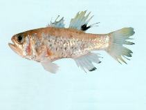Image of Jaydia carinatus (Ocellate cardinalfish)
