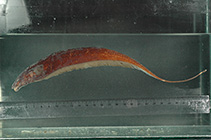 Image of Apteronotus lindalvae 