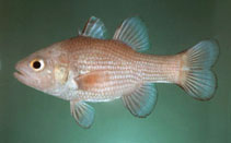 Image of Lepidamia omanensis (Oman cardinalfish)