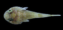 Image of Arcos decoris (Elegant clingfish)
