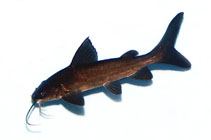Image of Neoarius graeffei (Blue salmon catfish)