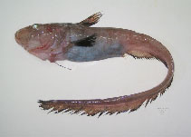 Image of Ateleopus purpureus 