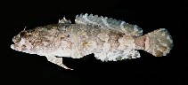 Image of Colletteichthys occidentalis (Arabian toadfish)